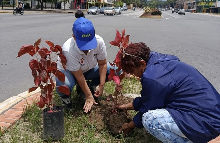 IMA siembra plantas ornamentales en Av. Bolívar Norte