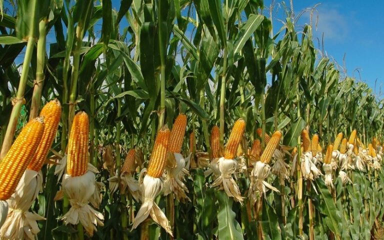 Fedeagro informó que cosecha de maíz tiene un avance de 30%