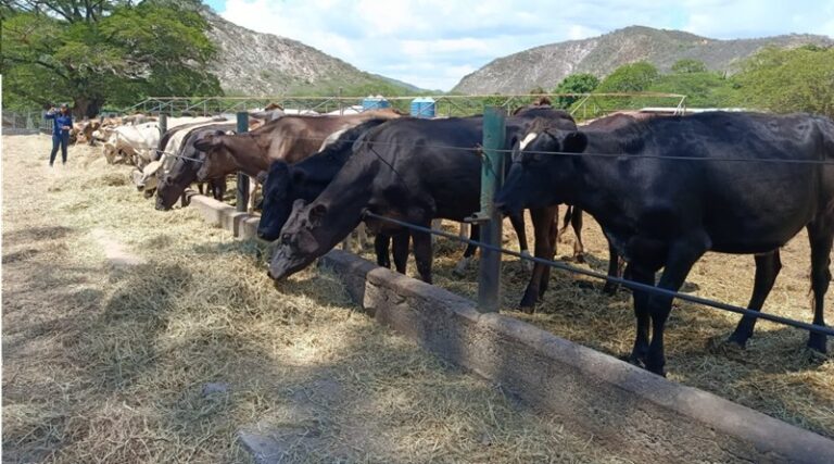 Impulsan unidades de producción láctea en Lara