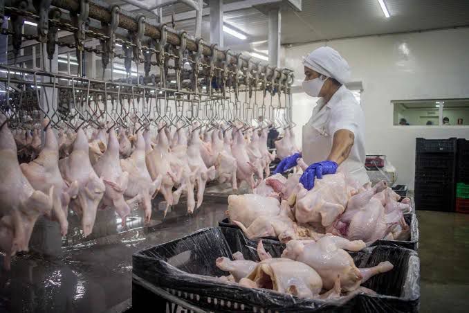 En Carabobo se produce el único pollo halal de Venezuela