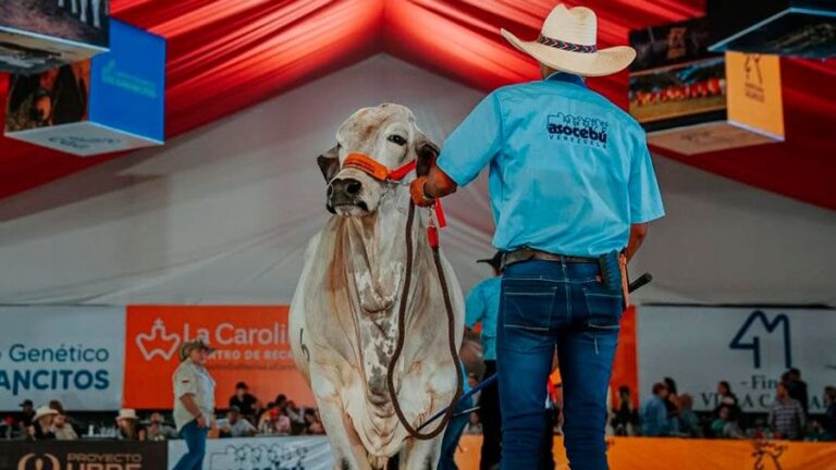 Inauguran la XLIX Feria del Cebú y sus cruces en Valencia con 1.000 ejemplares en exposición